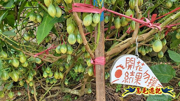 竹子湖故鄉金針花 (5).jpg