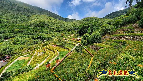 竹子湖故鄉金針花 (11).jpg