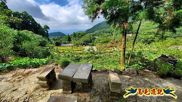 竹子湖故鄉金針花 (13).jpg