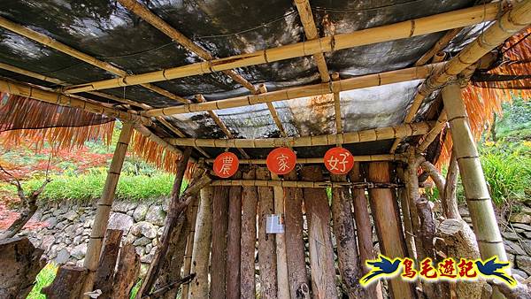 竹子湖故鄉金針花 (18).jpg