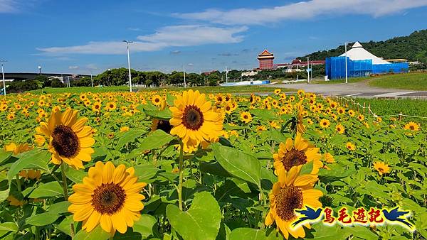 台北大佳河濱向日葵花海 (3).jpg
