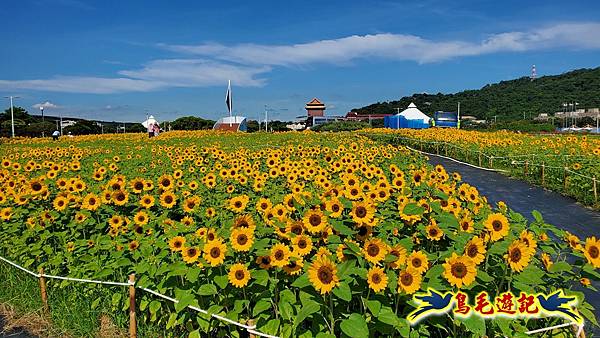 台北大佳河濱向日葵花海 (16).jpg