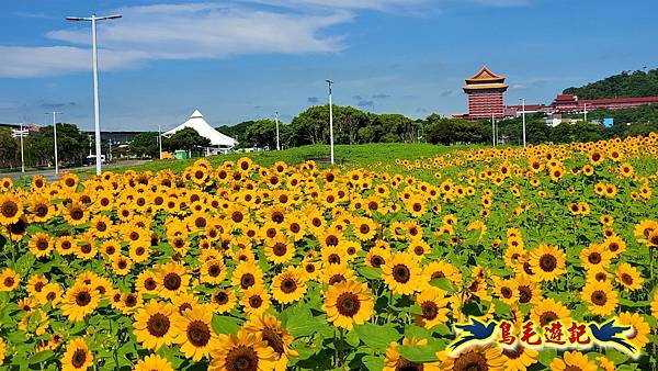 台北大佳河濱向日葵花海 (18).jpg