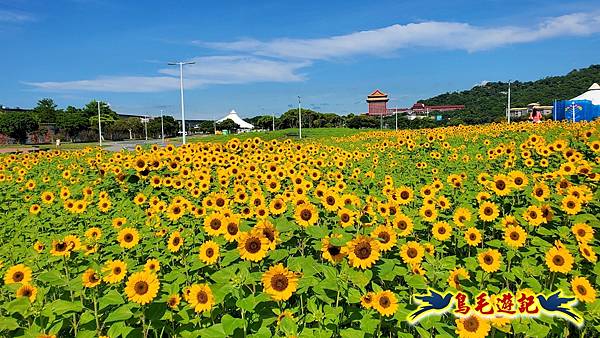 台北大佳河濱向日葵花海 (17).jpg