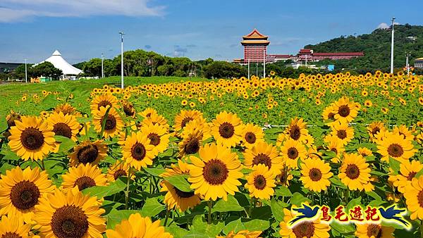 台北大佳河濱向日葵花海 (19).jpg