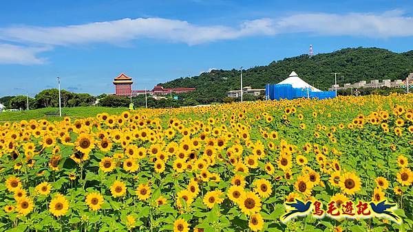 台北大佳河濱向日葵花海 (22).jpg
