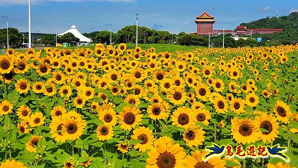 台北大佳河濱向日葵花海 (23).jpg