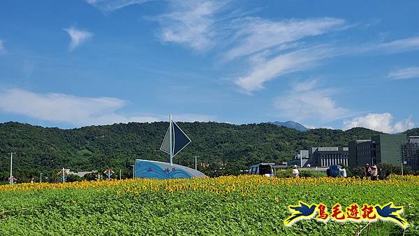 台北大佳河濱向日葵花海 (24).jpg