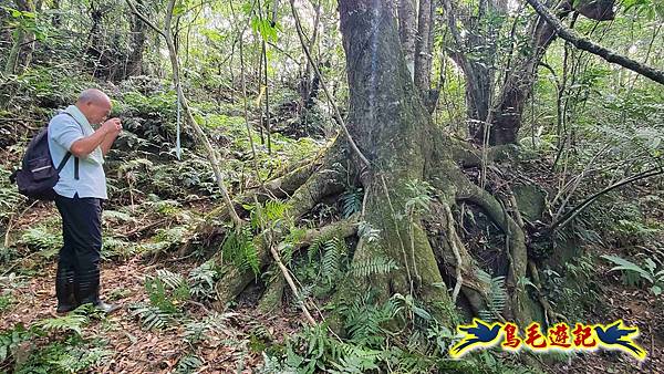 火燒寮石古井新路-青林山-盤山坑古道O形 (8).jpg