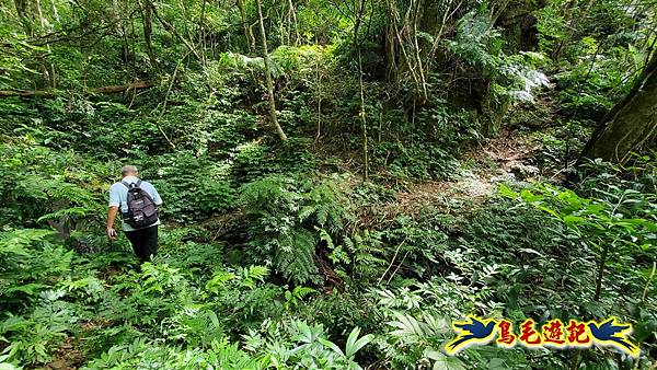 火燒寮石古井新路-青林山-盤山坑古道O形 (15).jpg