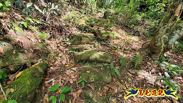 火燒寮石古井新路-青林山-盤山坑古道O形 (20).jpg