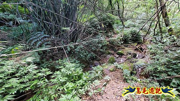 火燒寮石古井新路-青林山-盤山坑古道O形 (24).jpg