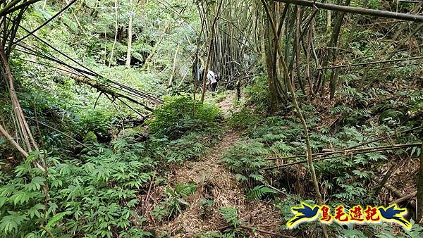 火燒寮石古井新路-青林山-盤山坑古道O形 (25).jpg