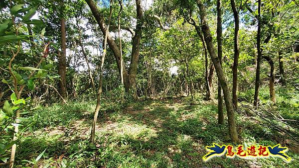 火燒寮石古井新路-青林山-盤山坑古道O形 (29).jpg