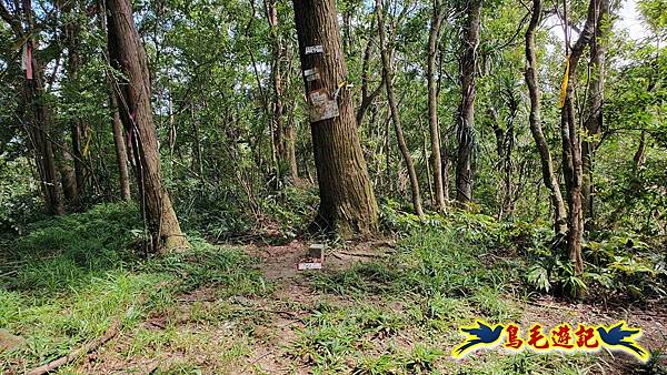 火燒寮石古井新路-青林山-盤山坑古道O形 (32).jpg