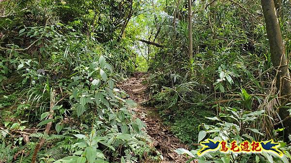 火燒寮石古井新路-青林山-盤山坑古道O形 (40).jpg