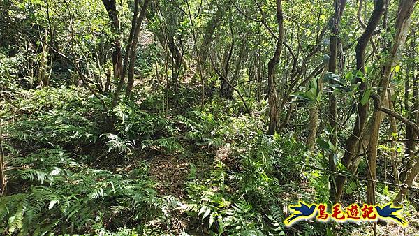 火燒寮石古井新路-青林山-盤山坑古道O形 (38).jpg