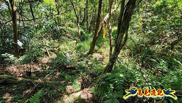 火燒寮石古井新路-青林山-盤山坑古道O形 (59).jpg
