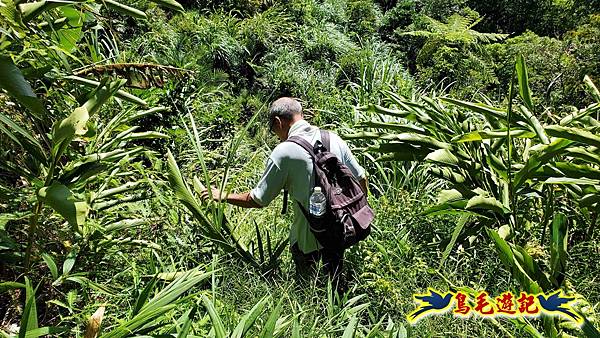火燒寮石古井新路-青林山-盤山坑古道O形 (67).jpg