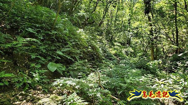 火燒寮石古井新路-青林山-盤山坑古道O形 (71).jpg