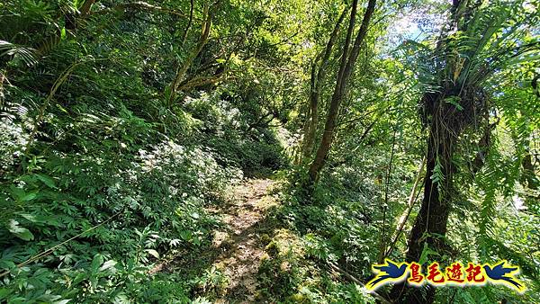 火燒寮石古井新路-青林山-盤山坑古道O形 (75).jpg