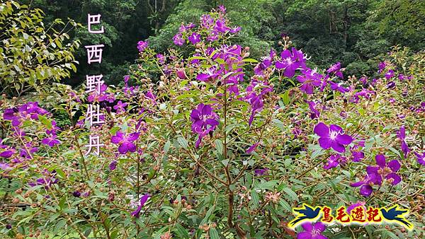 中坑橋-中坑古道西線-中坑西山-內盤山百年土地公廟-中坑古道-張家古厝P形 (10).jpg