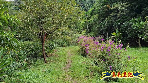 中坑橋-中坑古道西線-中坑西山-內盤山百年土地公廟-中坑古道-張家古厝P形 (15).jpg