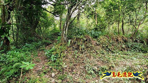 中坑橋-中坑古道西線-中坑西山-內盤山百年土地公廟-中坑古道-張家古厝P形 (23).jpg