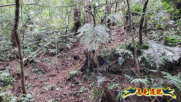 中坑橋-中坑古道西線-中坑西山-內盤山百年土地公廟-中坑古道-張家古厝P形 (30).jpg