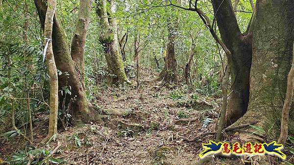 中坑橋-中坑古道西線-中坑西山-內盤山百年土地公廟-中坑古道-張家古厝P形 (37).jpg