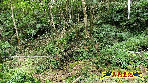 中坑橋-中坑古道西線-中坑西山-內盤山百年土地公廟-中坑古道-張家古厝P形 (35).jpg
