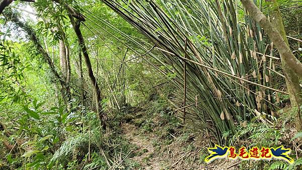 中坑橋-中坑古道西線-中坑西山-內盤山百年土地公廟-中坑古道-張家古厝P形 (41).jpg
