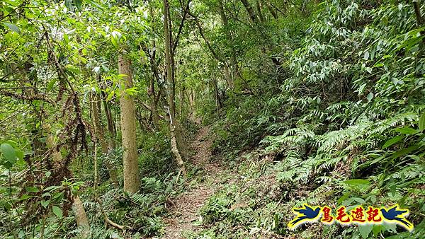 中坑橋-中坑古道西線-中坑西山-內盤山百年土地公廟-中坑古道-張家古厝P形 (68).jpg