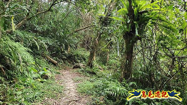 中坑橋-中坑古道西線-中坑西山-內盤山百年土地公廟-中坑古道-張家古厝P形 (72).jpg