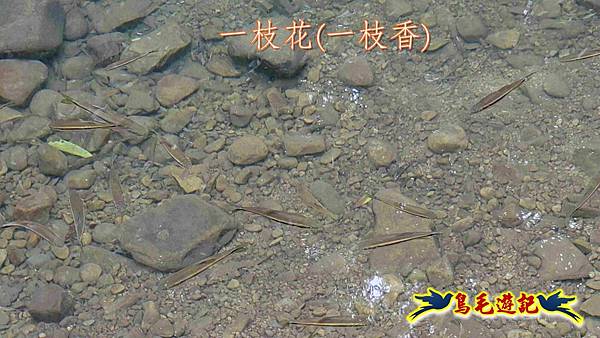 中坑橋-中坑古道西線-中坑西山-內盤山百年土地公廟-中坑古道-張家古厝P形 (82).jpg
