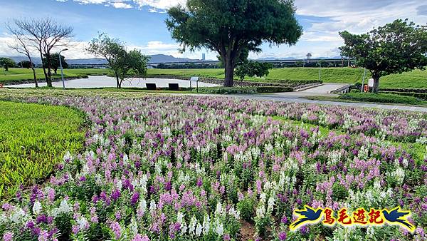 美堤河濱親水灣步道漸層花海 (3).jpg