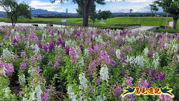 美堤河濱親水灣步道漸層花海 (4).jpg