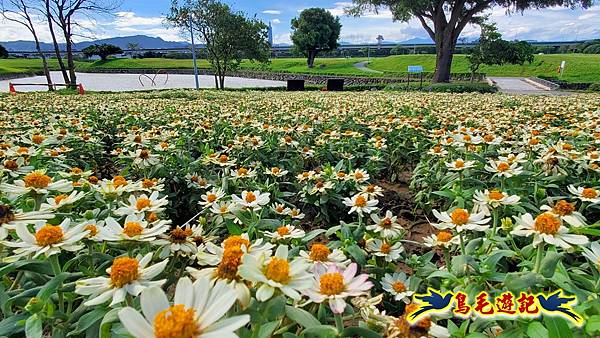 美堤河濱親水灣步道漸層花海 (5).jpg