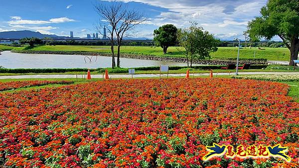 美堤河濱親水灣步道漸層花海 (7).jpg