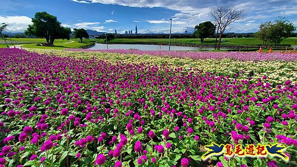 美堤河濱親水灣步道漸層花海 (12).jpg