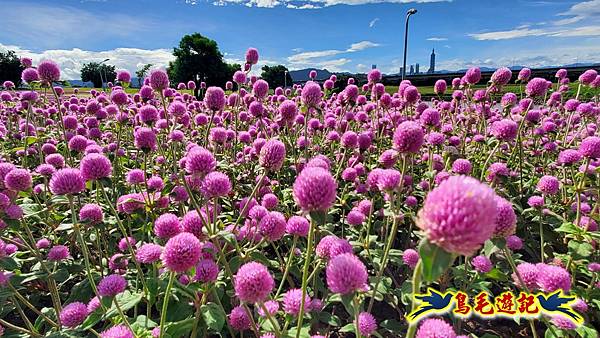 美堤河濱親水灣步道漸層花海 (10).jpg
