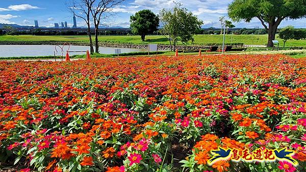 美堤河濱親水灣步道漸層花海 (8).jpg