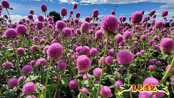 美堤河濱親水灣步道漸層花海 (11).jpg