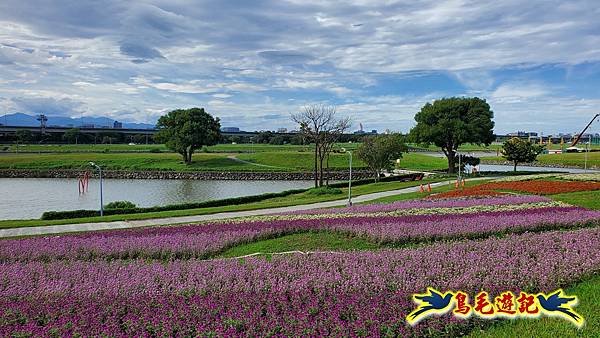 美堤河濱親水灣步道漸層花海 (16).jpg