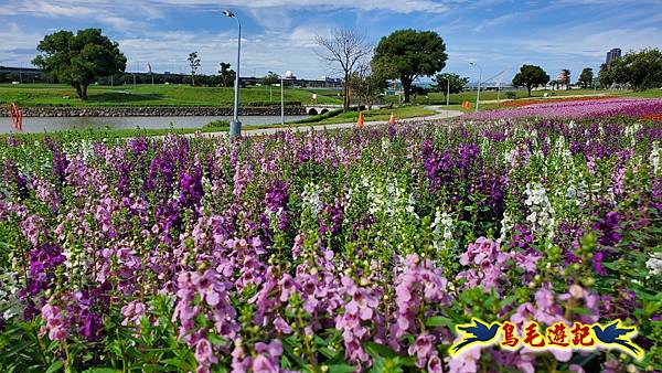 美堤河濱親水灣步道漸層花海 (17).jpg