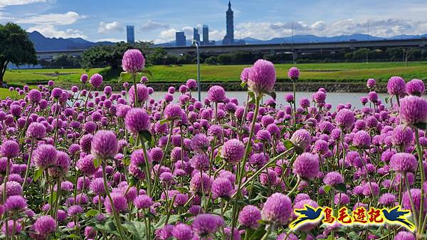 美堤河濱親水灣步道漸層花海 (13).jpg
