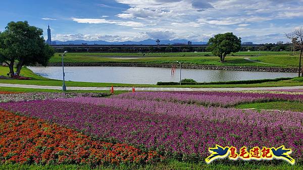 美堤河濱親水灣步道漸層花海 (15).jpg