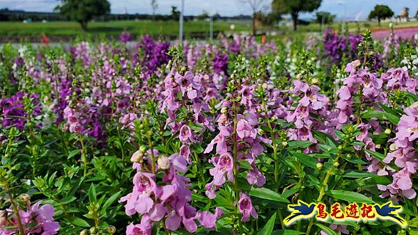 美堤河濱親水灣步道漸層花海 (18).jpg