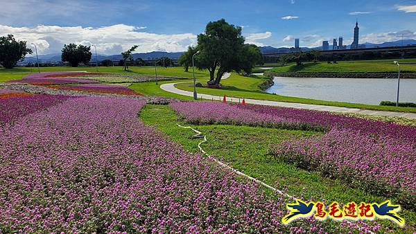美堤河濱親水灣步道漸層花海 (14).jpg