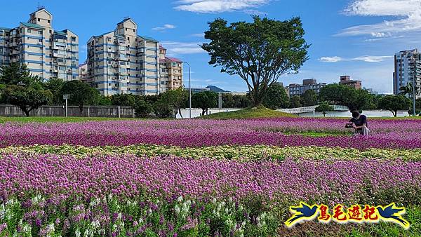 美堤河濱親水灣步道漸層花海 (22).jpg